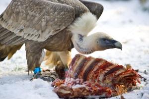 depositphotos_19700563-stock-photo-vulture-eating